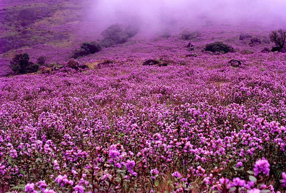 NEELAKURINJI