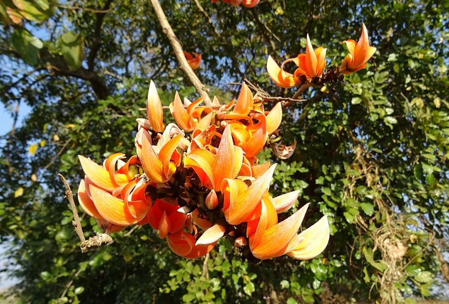 THE GOLDEN BLOOM OF HOLI