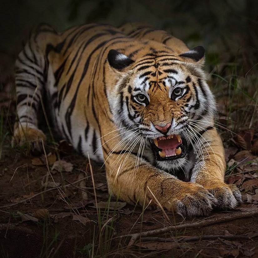 ROYAL BENGAL TIGER